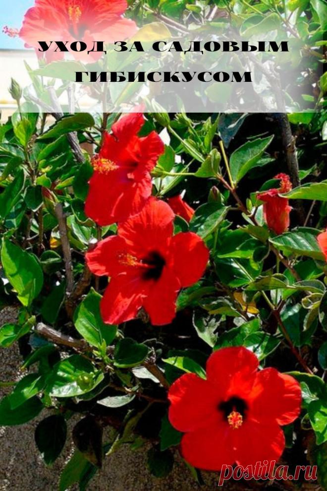 уход за садовым гибискусом