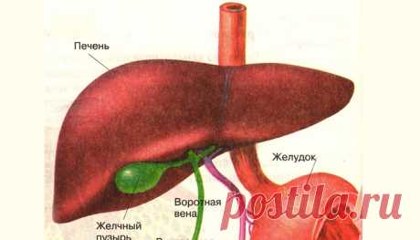 Почему происходит выброс желчи в желудок и как лечить рефлюкс
