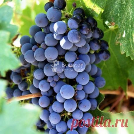 Как вырастить домашний виноград, совет садовода Выращиваем вкусный виноград в домашних условиях. Высаживание винограда. Обработка и защита винограда зимой. Защита растения от болезней и вредителей.