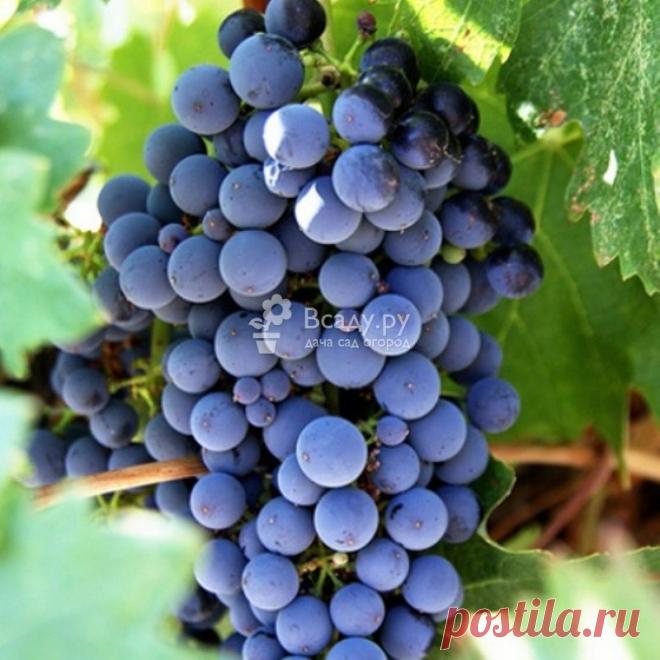 Как вырастить домашний виноград, совет садовода Выращиваем вкусный виноград в домашних условиях. Высаживание винограда. Обработка и защита винограда зимой. Защита растения от болезней и вредителей.