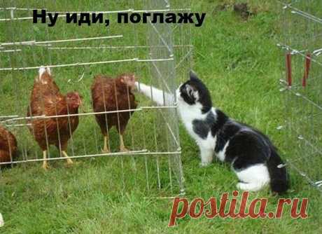 Этот прекрасный животный мир!