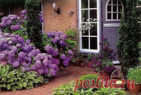 Как правильно посадить и вырастить гортензию в саду или на даче
 
 Гортензия светолюбива, поэтому предпочитает солнечные места, но может расти и в полутени. Лучшее время для посадки весной первая половина мая, осенью - сентябрь.
 
 Посадочные ямы выкапывают размером 50x50x60 см на расстоянии 1-1,5 м одна от другой. Их доверху заполняют почвенной смесью, состоящей из перегноя, листовой 14 земли, торфа, песка (2:2:1:1) и удобрений (10 кг перегноя, 20 г мочевины, 60 г гранули...