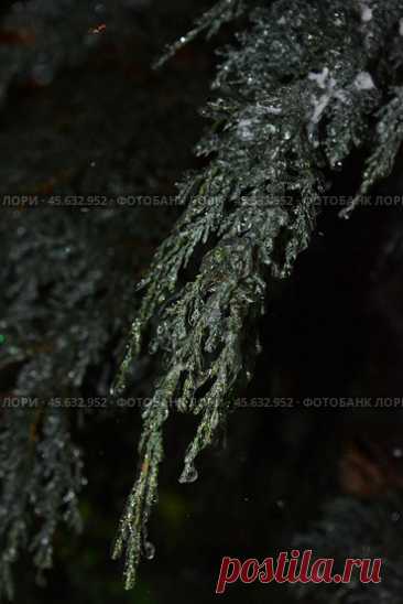 Close-up of frozen plant at night Стоковое фото, фотограф Ilaronsia / Фотобанк Лори