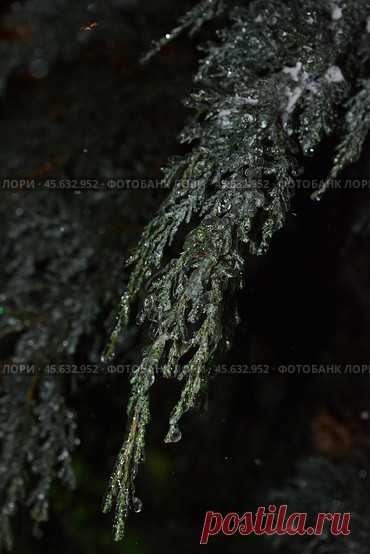 Close-up of frozen plant at night Стоковое фото, фотограф Ilaronsia / Фотобанк Лори