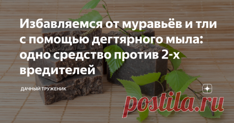 Избавляемся от муравьёв и тли с помощью дегтярного мыла: одно средство против 2-х вредителей Для садоводов, привыкших вести натуральное хозяйство без использования химии и инсектицидов, дегтярное мыло станет настоящей находкой. Этот продукт не содержит химических отдушек и красителей, которые могут накапливаться в растительных тканях огородных культур.