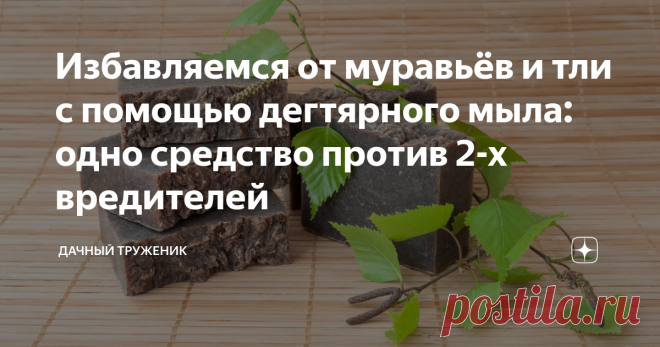 Избавляемся от муравьёв и тли с помощью дегтярного мыла: одно средство против 2-х вредителей Для садоводов, привыкших вести натуральное хозяйство без использования химии и инсектицидов, дегтярное мыло станет настоящей находкой. Этот продукт не содержит химических отдушек и красителей, которые могут накапливаться в растительных тканях огородных культур.