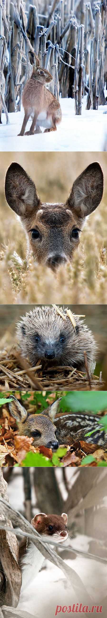 Очаровательные животные в фотографиях Адама Татлоу (19 фото) » Зооблог.ру - Забавные Животные