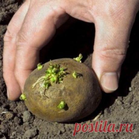 Усадьба | Огородник : Картофель из рассады