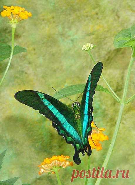 Papilio Palinurus