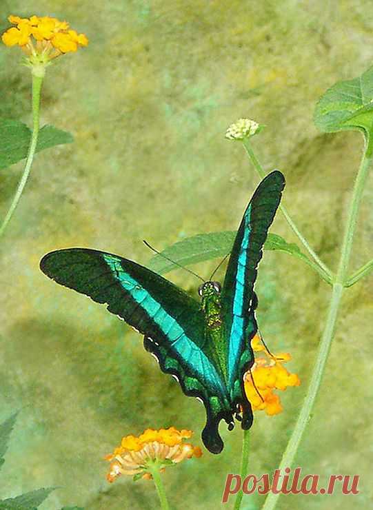 Papilio Palinurus