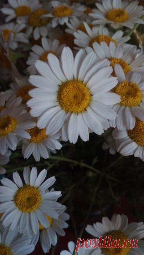 Его любимые цветы