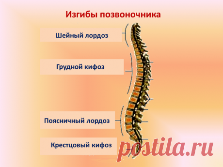 Упражнения от кифоза и лордоза В среднем легкие, неосложненные формы можно вылечить за 1-2 месяца. Лечение 3-й степени обычно занимает около полугода, а на 4-ю порой уходит несколько лет