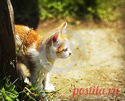Stock Photos, Royalty-Free Images & Video Footage By Dreamstime Stock Photography