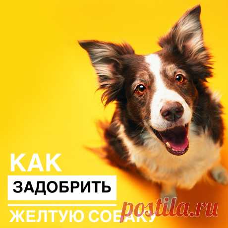 2018 год - год Желтой Земляной Собаки. Собака - животное ответственное, справедливое и дружелюбное. Считается,что год будет спокойным, принесет нам всем уравновешенность, внутренний покой и порядок. Главное - правильно подготовиться и провести Новый Год так, чтобы Собака осталась довольна.