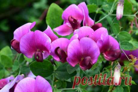 Как вырастить душистый горошек - любимый цветок английских садоводов