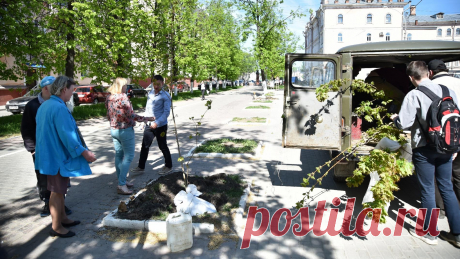500 кленов, вязов и дубов высадят в Вологде. Новости Вологды. Общество