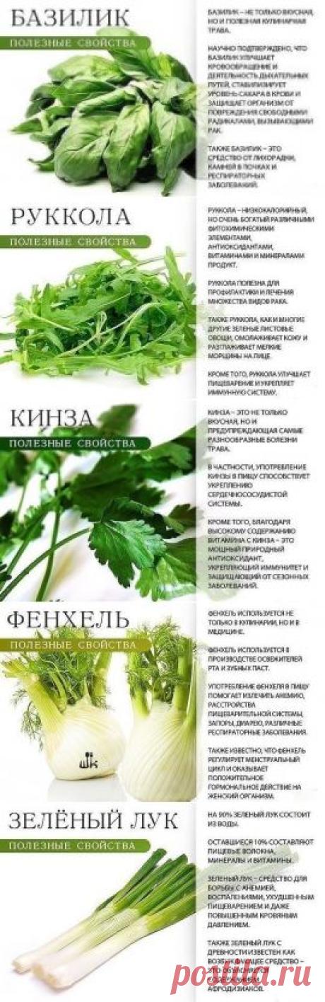 полезные свойства зелени