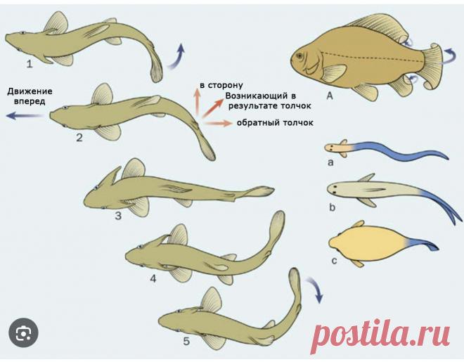 Рисунок. Движение рыбы. Поэтапно.