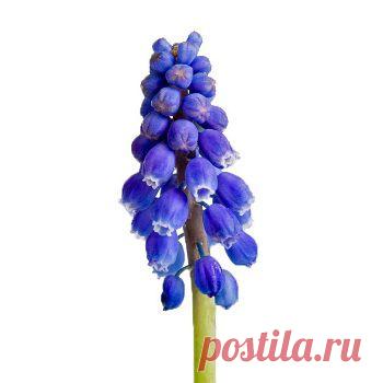 Мастер-класс по керамической флористике (создание цветов из полимерной глины). Лепка Мускари из полимерной глины FLEUR