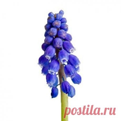 Мастер-класс по керамической флористике (создание цветов из полимерной глины). Лепка Мускари из полимерной глины FLEUR