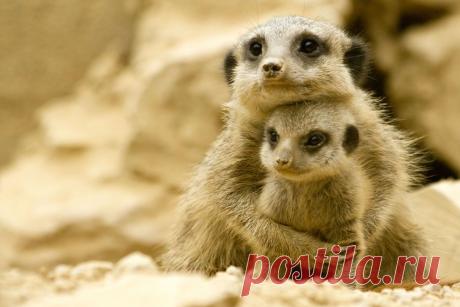 Животный мир: Мамина любовь • НОВОСТИ В ФОТОГРАФИЯХ