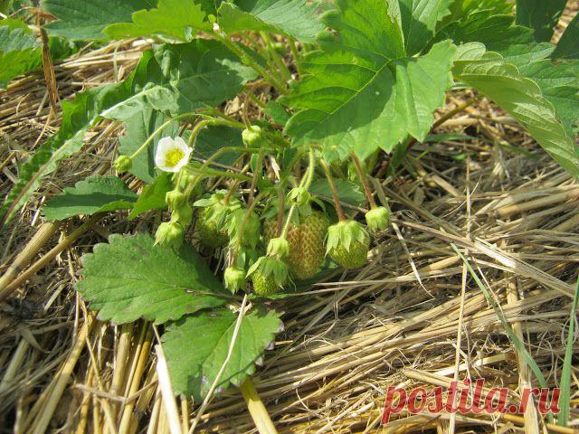 Откажись от копки-перекопки.