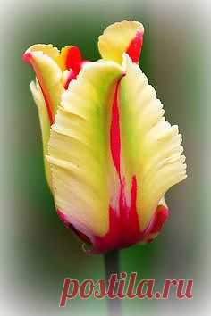 Pinterest