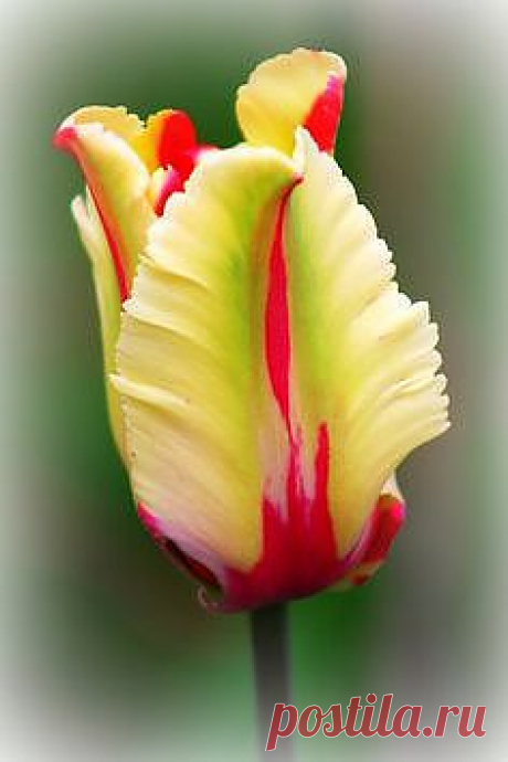 Pinterest