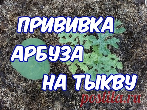 (+1) комм - Как привить на тыкву огурцы, дыни и арбуз | 6 соток