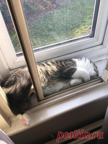 Несколько котиков, которые заснули в самых необычных позах