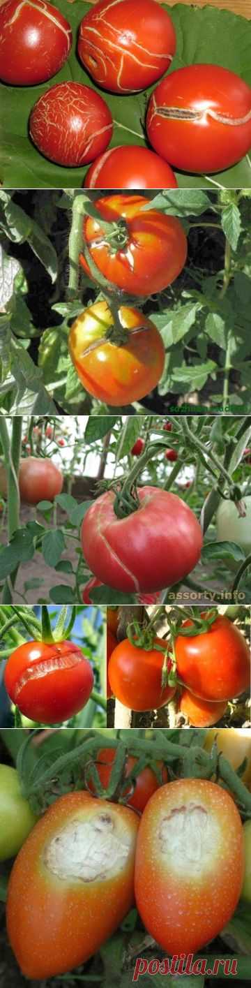 Как сохранить томаты от растрескивания — 6 соток