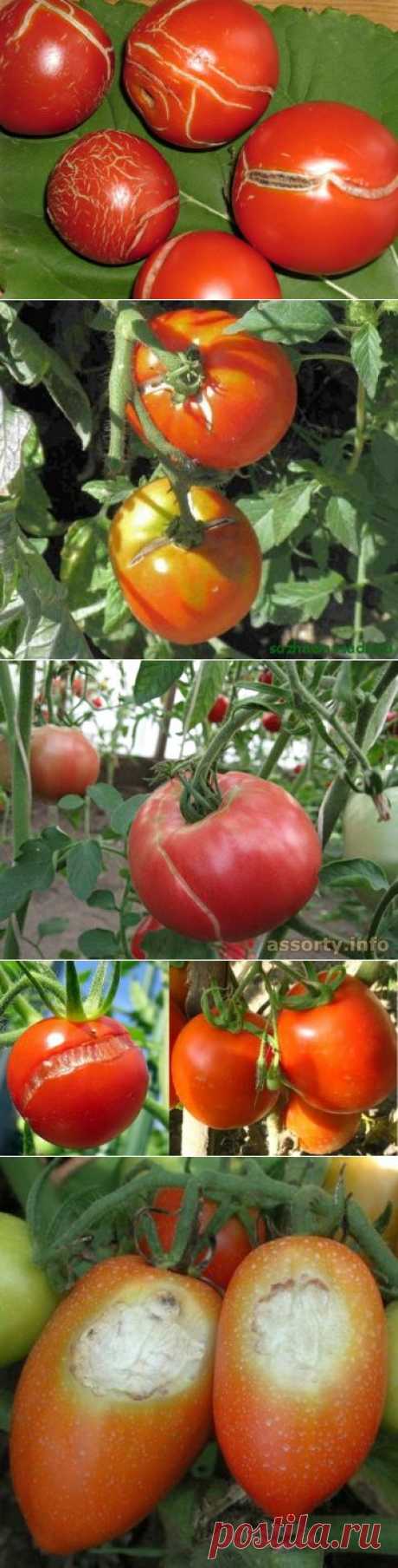 Как сохранить томаты от растрескивания — 6 соток