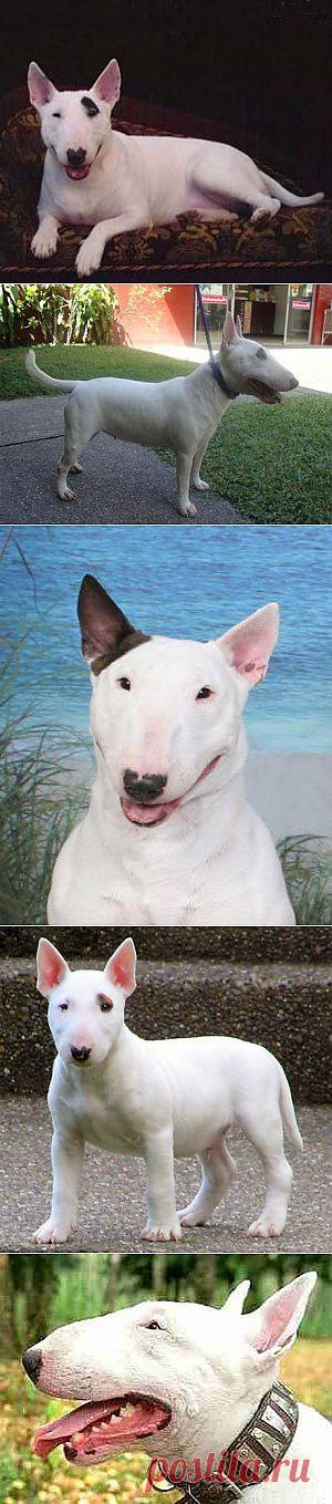 Миниатюрный бультерьер | Породы собак | Животные и породы | Animal.ru