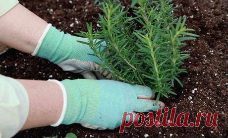 Выращивание розмарина в открытом грунте, правила ухода