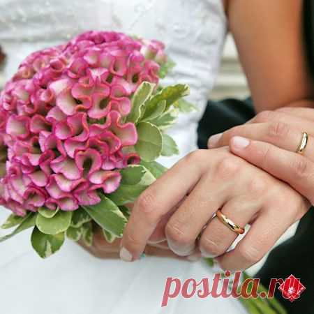 целозия фото цветов: 3 тыс изображений найдено в Яндекс.Картинках