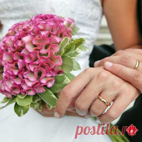 целозия фото цветов: 3 тыс изображений найдено в Яндекс.Картинках