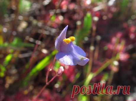 Двуглавая пузырчатка (лат. Utricularia biceps) На фото — очаровательный цветок пузырчатки Utricularia biceps.Utricularia biceps - эндемик небольшой территории восточной Бразилии площадью около 4 кв.