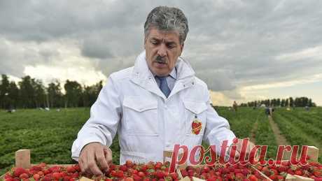 "Клубничный король" Павел Грудинин открыл секрет, какая клубника самая лучшая Статья автора «Фазенда🌱» в Дзене ✍: Экс-кандидат в президенты России Павел Грудинин не раз отмечал, что голубика, клубника и брусника являются самыми полезными ягодами, так как для их выращивания в