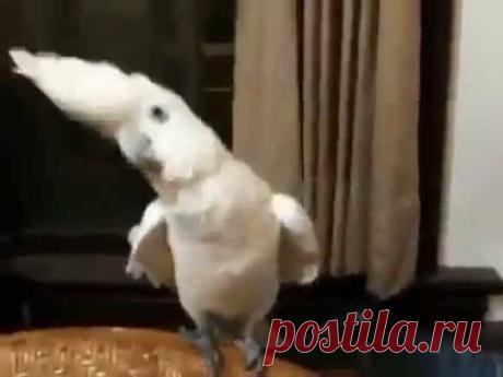Попугай танцует под Gangnam Style
