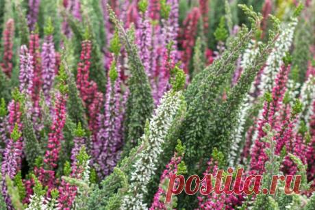 Чем и когда подкормить вереск для пышного цветения | Прочие многолетники (Огород.ru)