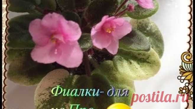 Фиалки для не ПРО ( уход, свет, полив)