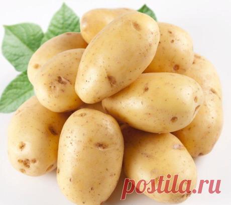 Лечебные и косметические свойства картофеля. | Советы Народной Мудрости