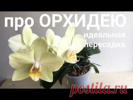 ПЕРЕСАДКА ОРХИДЕИ растут корни и листья, ЦВЕТЕТ