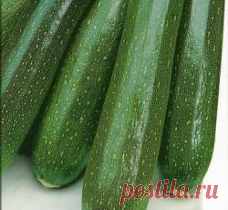 Кабачок Аэронавт (цукини) семена - низкая цена, описание, отзывы, продажа