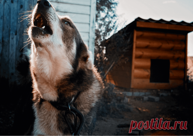 Календарь сезонных работ в саду: декабрь - Planetalsad