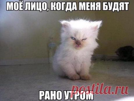 Новый выпуск с котиками - 29 декабря