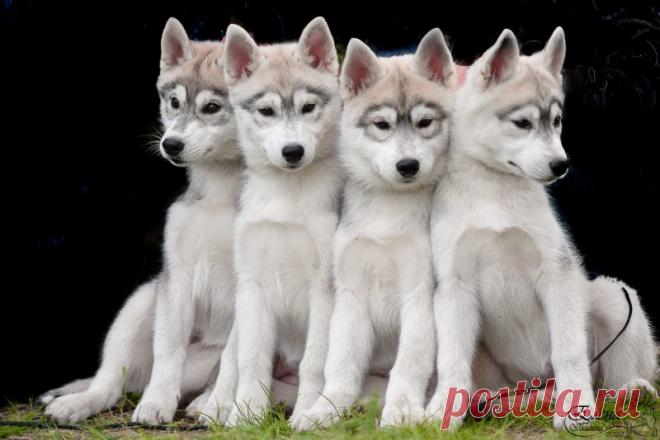 Щенки Хаски - Россия , Краснодарский край , Краснодар