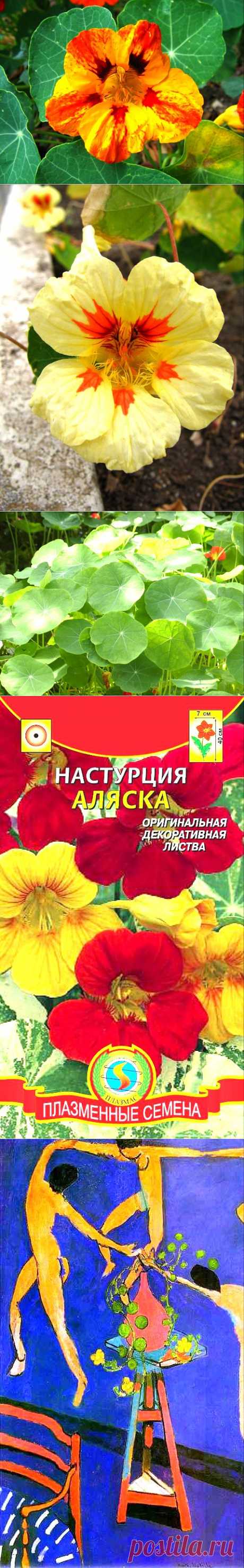 Настурция - цветок или овощ?
С лечебной целью используют траву и семена, обладающие противоцинготным, мочегонным, общеукрепляющим действием; препараты растения полезны при болезнях сердца, атеросклерозе, малокровии, бронхите, почечнокаменной болезни, нарушении обмена веществ, кожных заболеваниях.