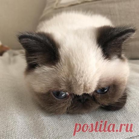 Прикольных котов пост - ЯПлакалъ