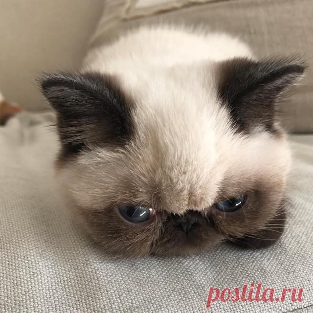 Прикольных котов пост - ЯПлакалъ